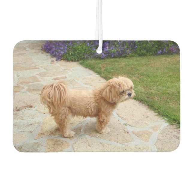 Lhasa Apso dog in a garden Car Air Freshener (Front)