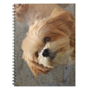 Lhasa Apso dog in a garden Notebook