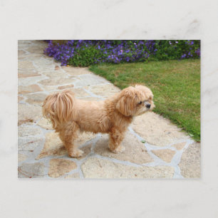 Lhasa Apso dog in a garden Postcard