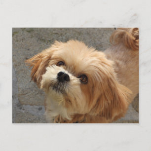 Lhasa Apso dog in a garden Postcard