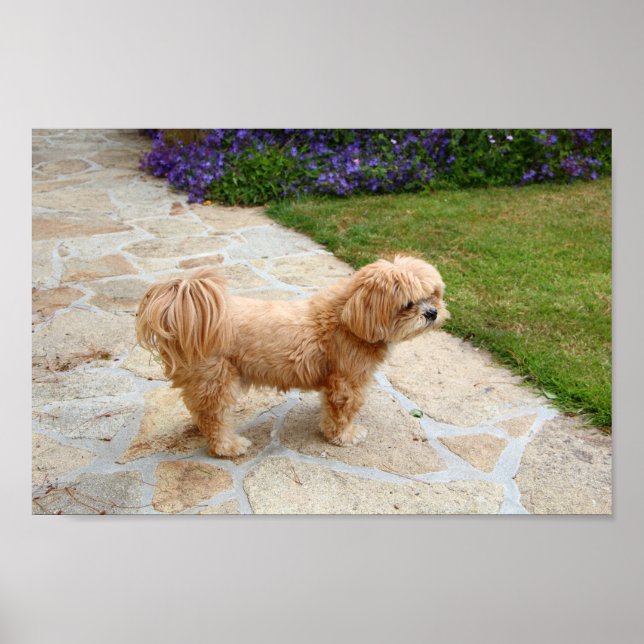 Lhasa Apso dog in a garden Poster (Front)
