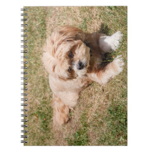Lhasa Apso dog Notebook