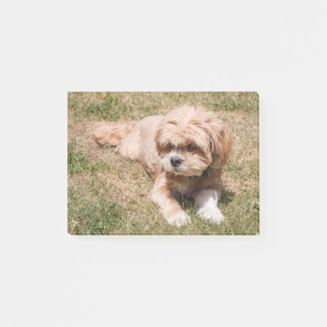 Lhasa Apso dog Post-it Notes (Front)