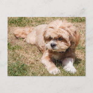 Lhasa Apso dog Postcard