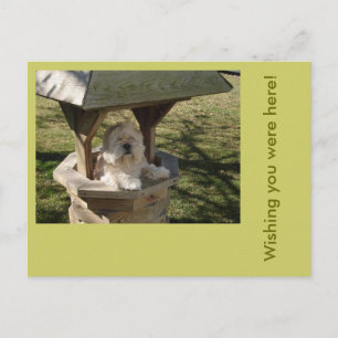 Lhasa Apso in a Well Postcard