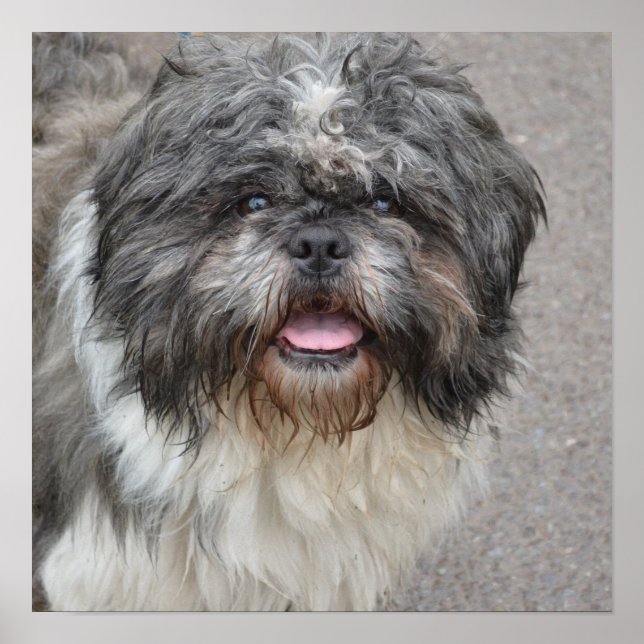 Lhasa Apso Poster (Front)