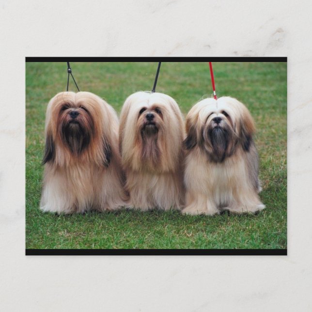 Lhasa Apso Trio Postcard (Front)