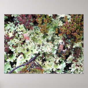 Lichen, Ainsworth Bay, Tierra del Fuego, Chile Poster