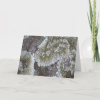 Lichen