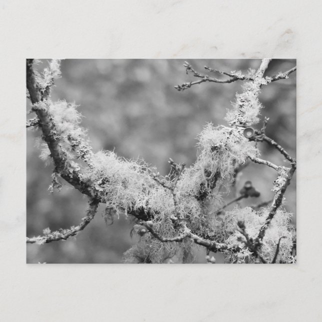 Lichen Magnet Holiday Postcard (Front)