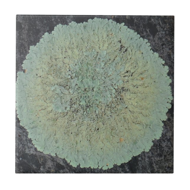 Lichen Mossy Circle Tile (Front)