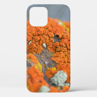 Lichen orange moss stone grey