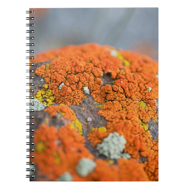 Lichen orange moss stone grey notebook (Front)