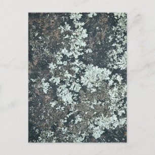 Lichen Patterns on Natural Surfaces Postcard