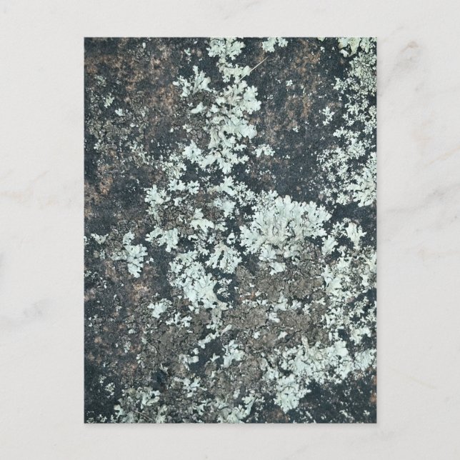 Lichen Patterns on Natural Surfaces Postcard (Front)