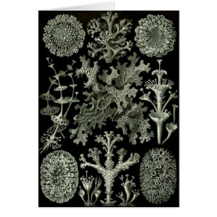 Lichens