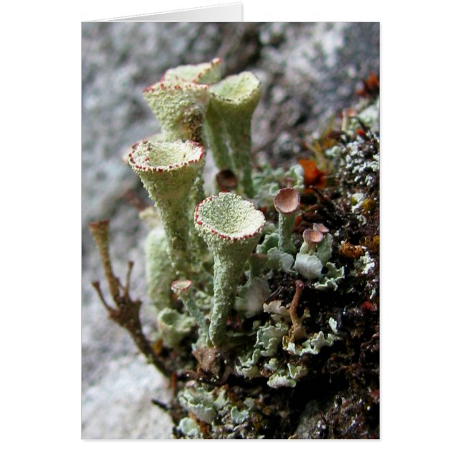 Lichens Card (Front)