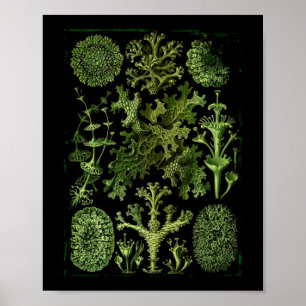 Lichens in Green and Black Poster