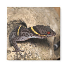 Lichtenfelder's gecko