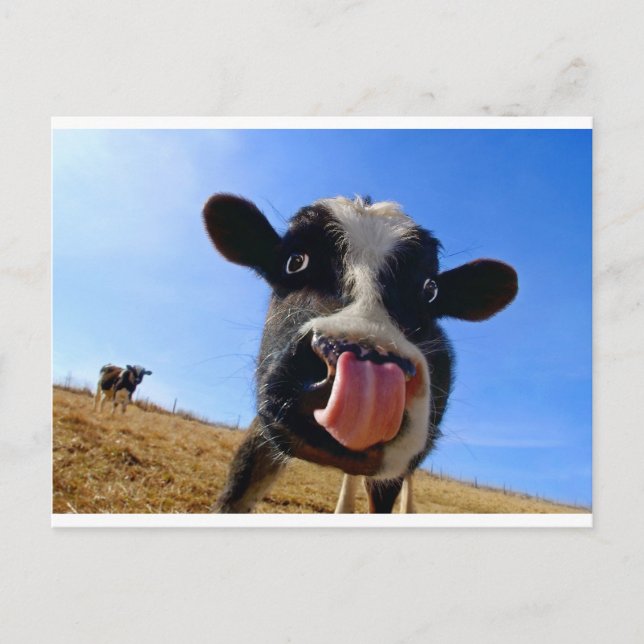 Lickin' cow postcard (Front)
