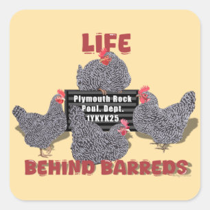 Life Behind Barreds (Barred Plymouth Rock Hens Square Sticker