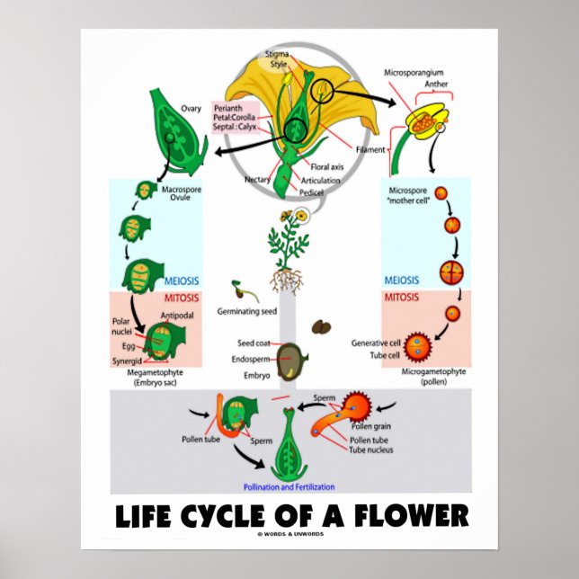 Life Cycle Of A Flower (Angiosperm) Poster (Front)