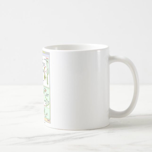 Life Cycle Of A Typical Moss (Bryophyte) Coffee Mug (Right)