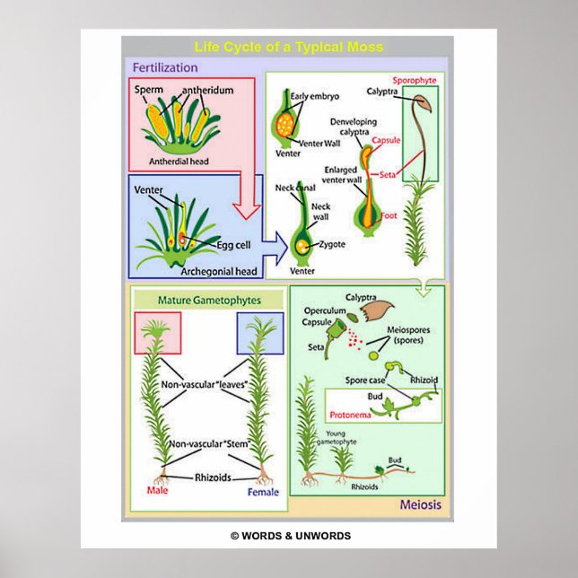 Life Cycle Of A Typical Moss (Bryophyte) Poster (Front)