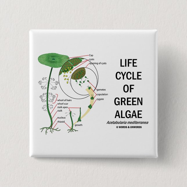 Life Cycle Of Green Algae 15 Cm Square Badge (Front)