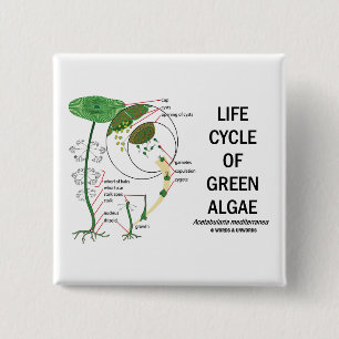 Life Cycle Of Green Algae 15 Cm Square Badge