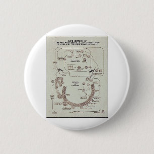 Life History Of The Malaria Parasite Plasmodiume V 6 Cm Round Badge