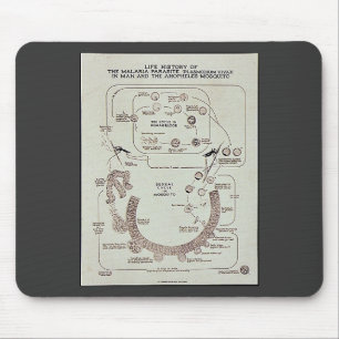 Life History Of The Malaria Parasite Plasmodiume V Mouse Pad