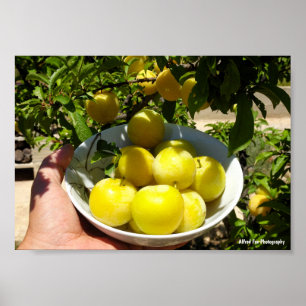 Life is a Bowl of Plums Poster