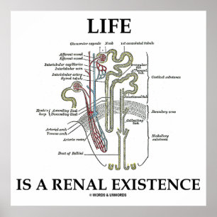 Life Is A Renal Existence Kidney Nephron Poster