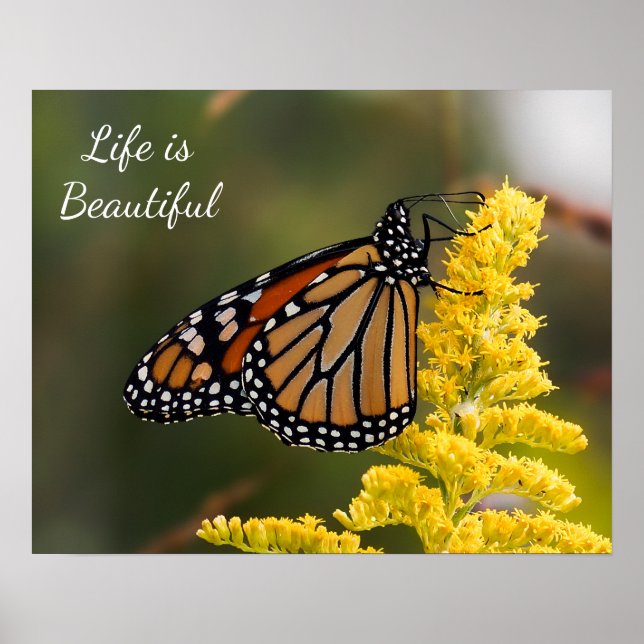 Life is Beautiful Monarch Butterfly Poster (Front)