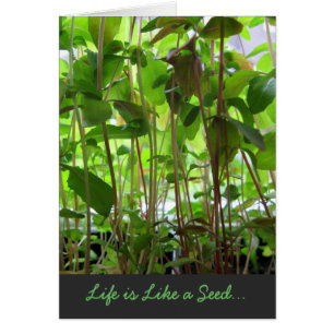 Life is Like a Seed text adjustable