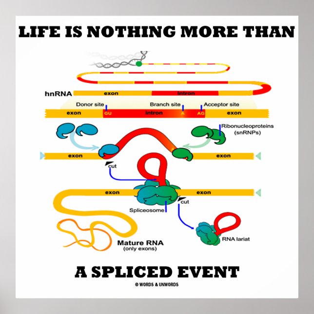 Life Is Nothing More Than A Spliced Event (RNA) Poster (Front)