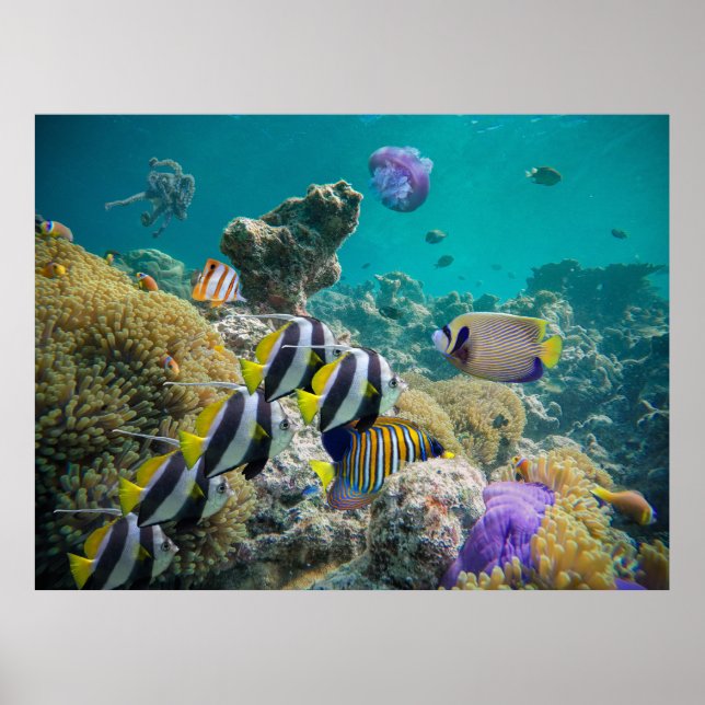 Life on the Coral Reef – Illuminated Landscape  Poster (Front)
