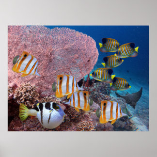 Life on the Coral Reef – Pink Fan Coral and Fish Poster