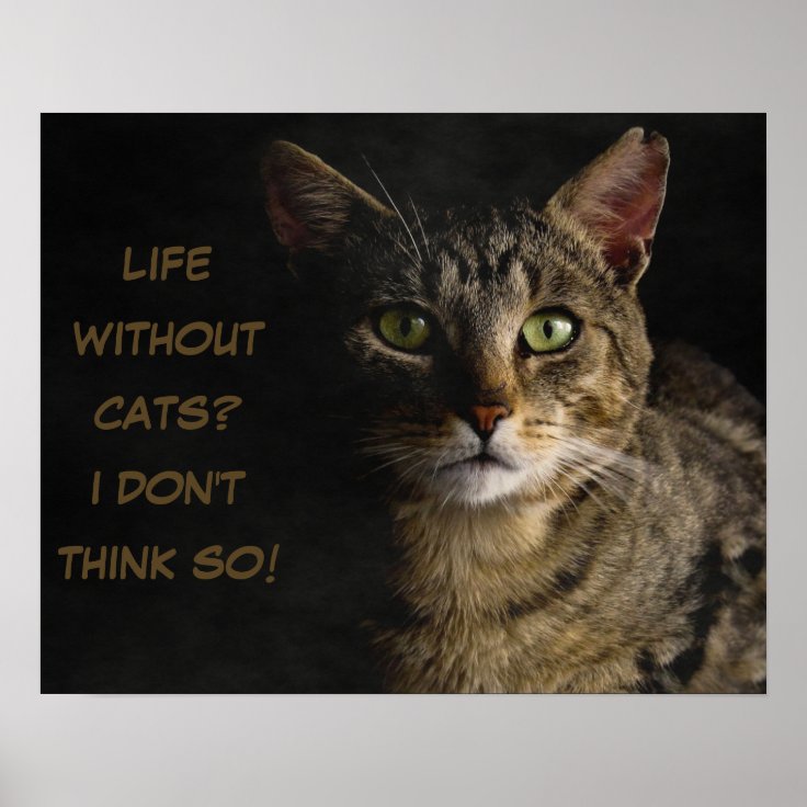 Life without cats? I don’t think so! custom funny Poster | Zazzle.co.nz