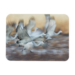 Lift off of Sandhill Cranes Magnet