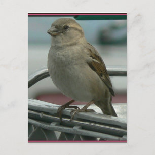 Lifted Love: Cart Bird Postcard