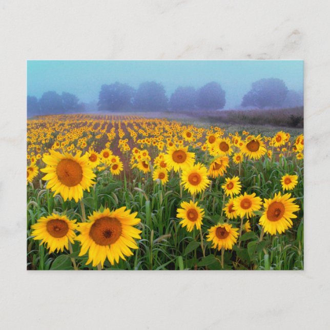 Lifting Fog , postcard (Front)