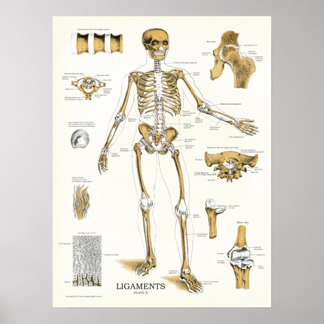 Ligaments and Joints Anatomy Poster (Front)