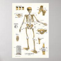 Ligaments and Joints Anatomy Poster 24 X 36