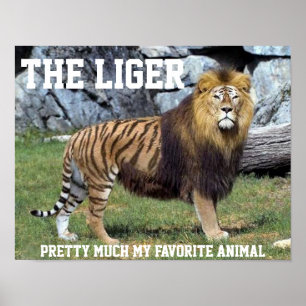 LIGER PRETTY MUCH MY FAVORITE ANIMAL POSTER