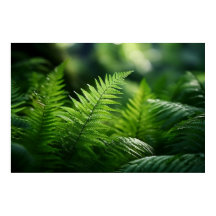 Light and Ferns 