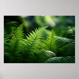 Light and Ferns  Poster