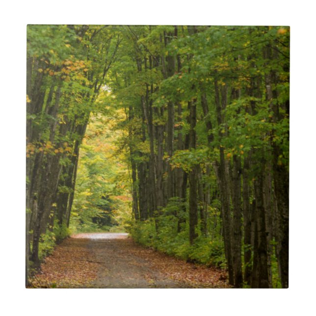 Light At The End Of A Tunnel Of Trees Tile (Front)