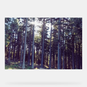 Light Between the Pines - Wild Nature Romania Acrylic Sign